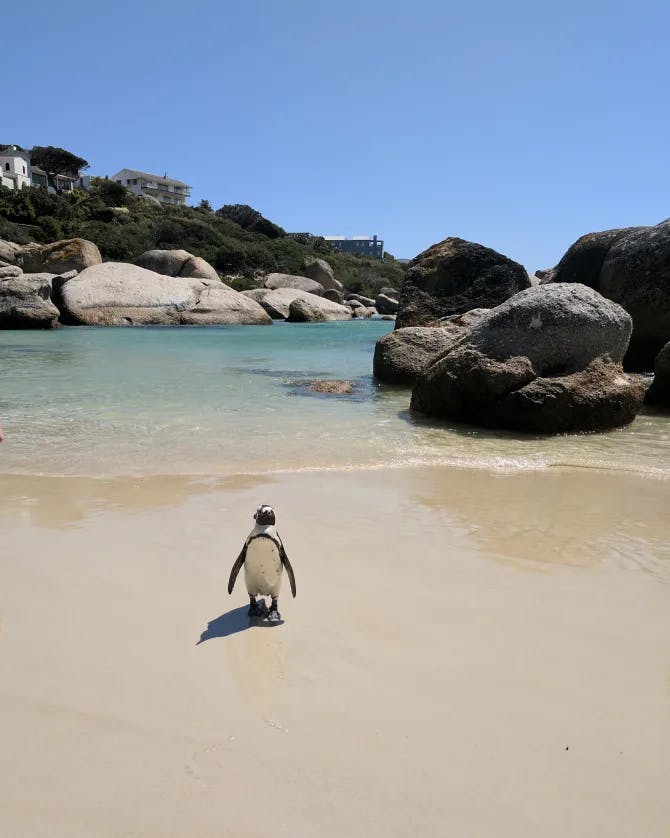 Picture of a Penguin on the beach
