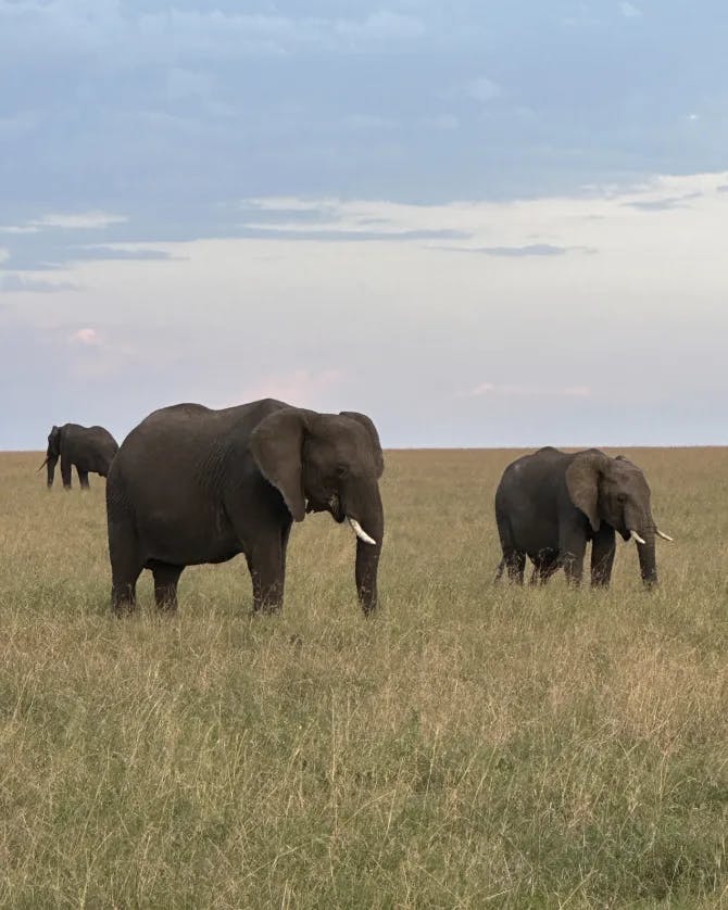 View of elephants in the wild