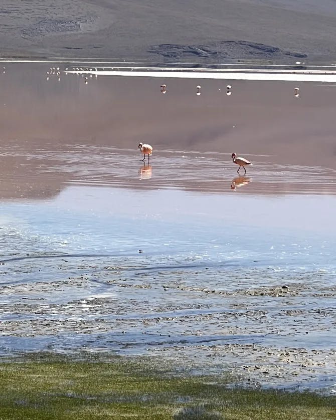 Beautiful view of lake with flamingo