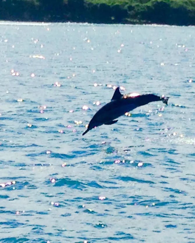 Picture of Dolphin jumping in water