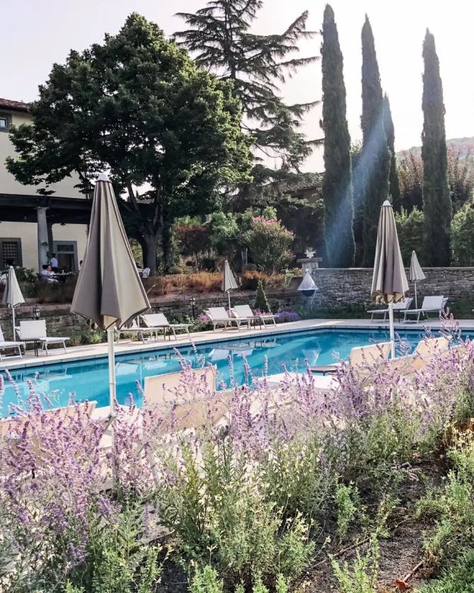 Beautiful lavendar along the pool