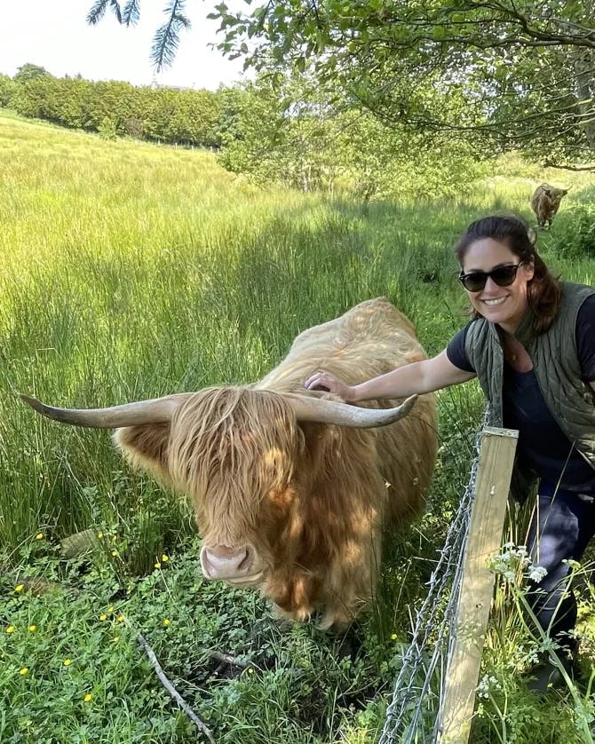 Petting a Highland cattle