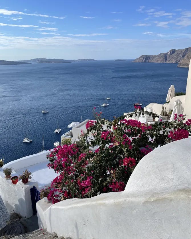 Beautiful view of the caldera of Santorini with pink flowers