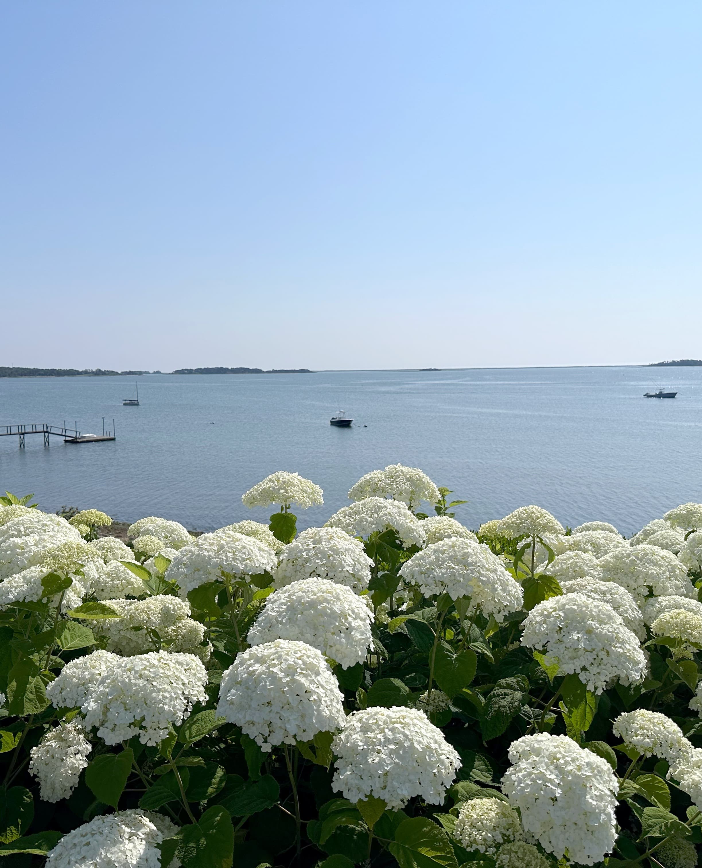 View of the flowers and the sea at Wequassett Resort.